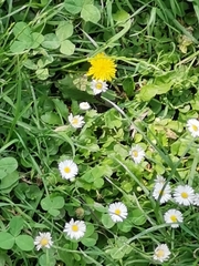 Bellis perennis