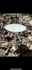 Amanita abrupta