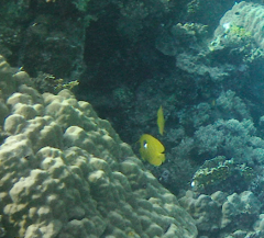 Chaetodon semilarvatus