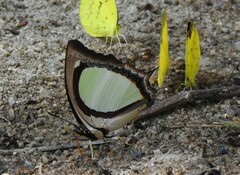 Polyura jalysus