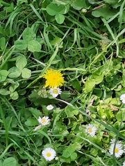 Bellis perennis