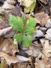 Sanicula canadensis