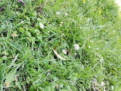 Bellis perennis