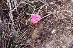 Echinocereus pectinatus pectinatus