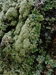 Physcia dubia