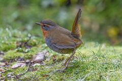 Scelorchilus rubecula