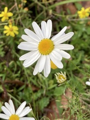 Tripleurospermum inodorum