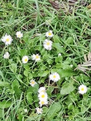 Bellis perennis
