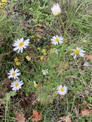 Tripleurospermum inodorum