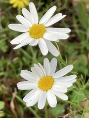 Tripleurospermum inodorum