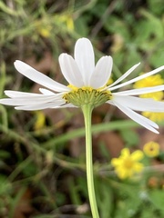 Tripleurospermum inodorum