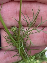 Tripleurospermum inodorum