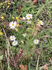 Tripleurospermum inodorum