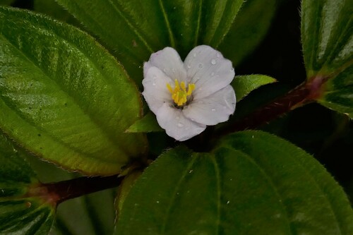 Tristemma mauritianum