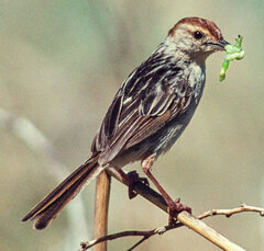 Cisticola tinniens