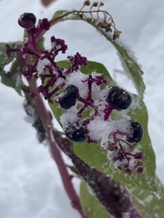Phytolacca americana