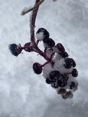 Phytolacca americana