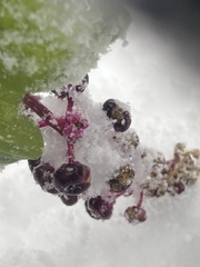 Phytolacca americana