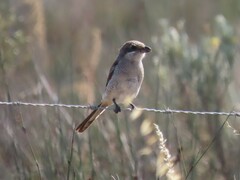 Lanius collaris collaris