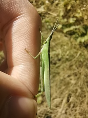 Atractomorpha sinensis