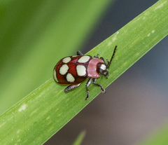 Omophoita