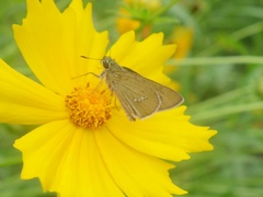 Polytremis pellucida