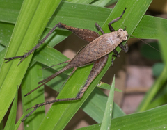 Eneoptera