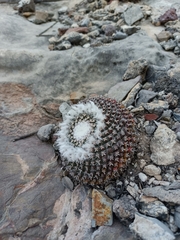 Mammillaria pseudocrucigera