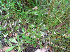 Cyanothamnus nanus nanus