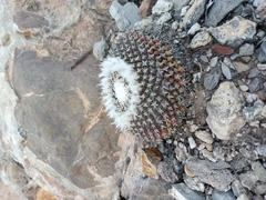 Mammillaria pseudocrucigera