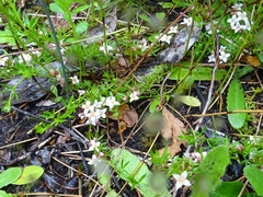 Cyanothamnus nanus nanus