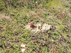 Carpodacus formosanus