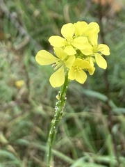 Sinapis alba