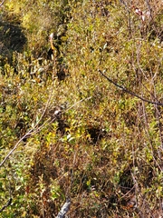 Sparganium americanum