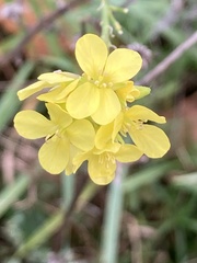Sinapis alba