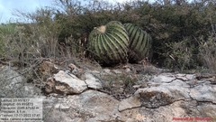 Echinocactus platyacanthus