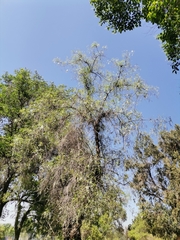 Schinus areira