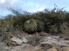 Echinocactus platyacanthus