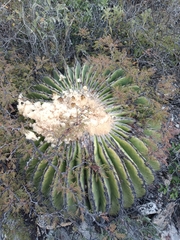 Echinocactus platyacanthus