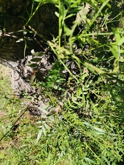 Schinus areira