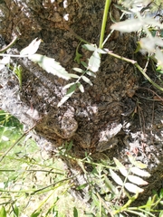 Schinus areira