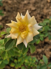 Rosa bracteata