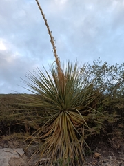 Dasylirion acrotrichum