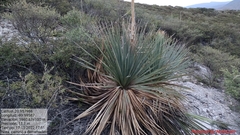 Dasylirion acrotrichum