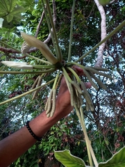 Cecropia