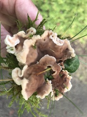 Chondrostereum purpureum