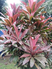 Cordyline fruticosa