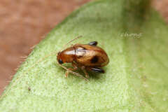 Longitarsus bimaculatus