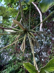 Cecropia