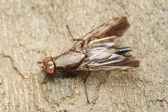 Euphranta nigrescens